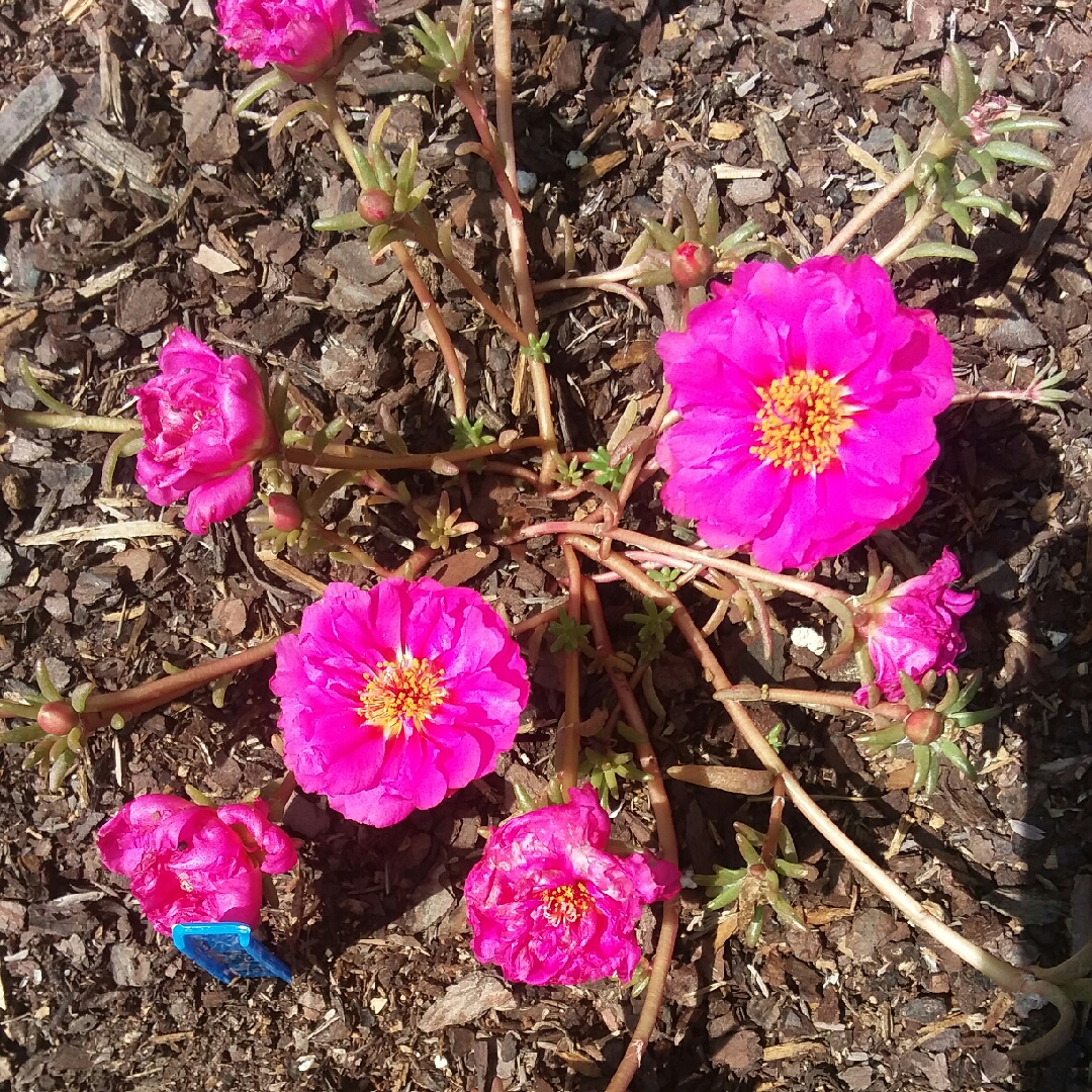 Portulaca grandiflora Sundial Fuchsia in the GardenTags plant encyclopedia Portulaca Sundial Fuchsia in the GardenTags plant encyclopedia