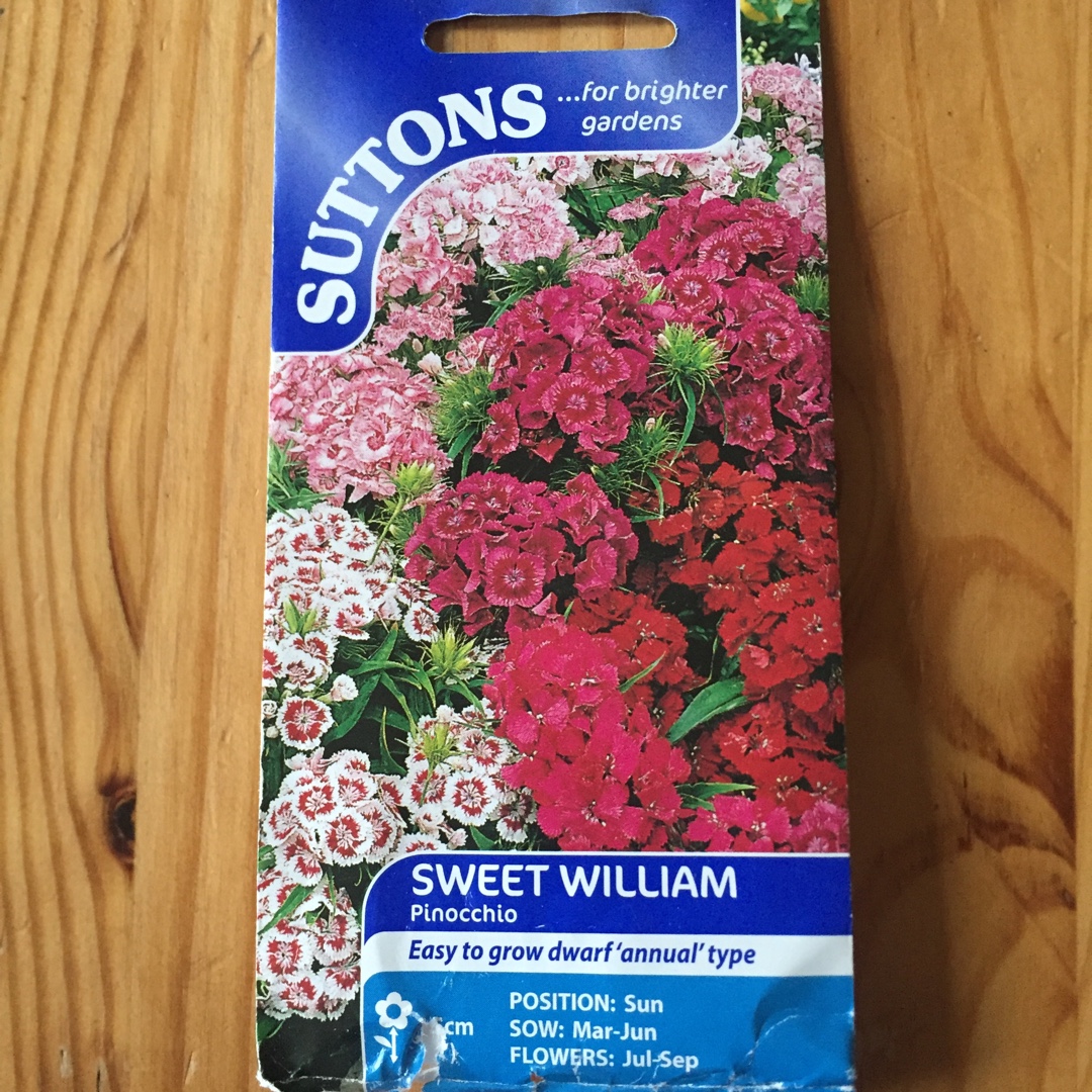 Dianthus barbatus Pinocchio in the GardenTags plant encyclopedia Sweet William Pinocchio in the GardenTags plant encyclopedia