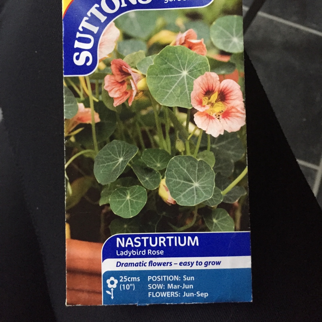 Tropaeolum majus Ladybird Rose in the GardenTags plant encyclopedia Nasturtium Ladybird Rose in the GardenTags plant encyclopedia