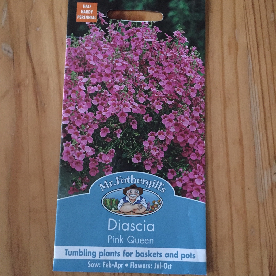 Diascia barberae Pink Queen in the GardenTags plant encyclopedia Diascia Pink Queen in the GardenTags plant encyclopedia