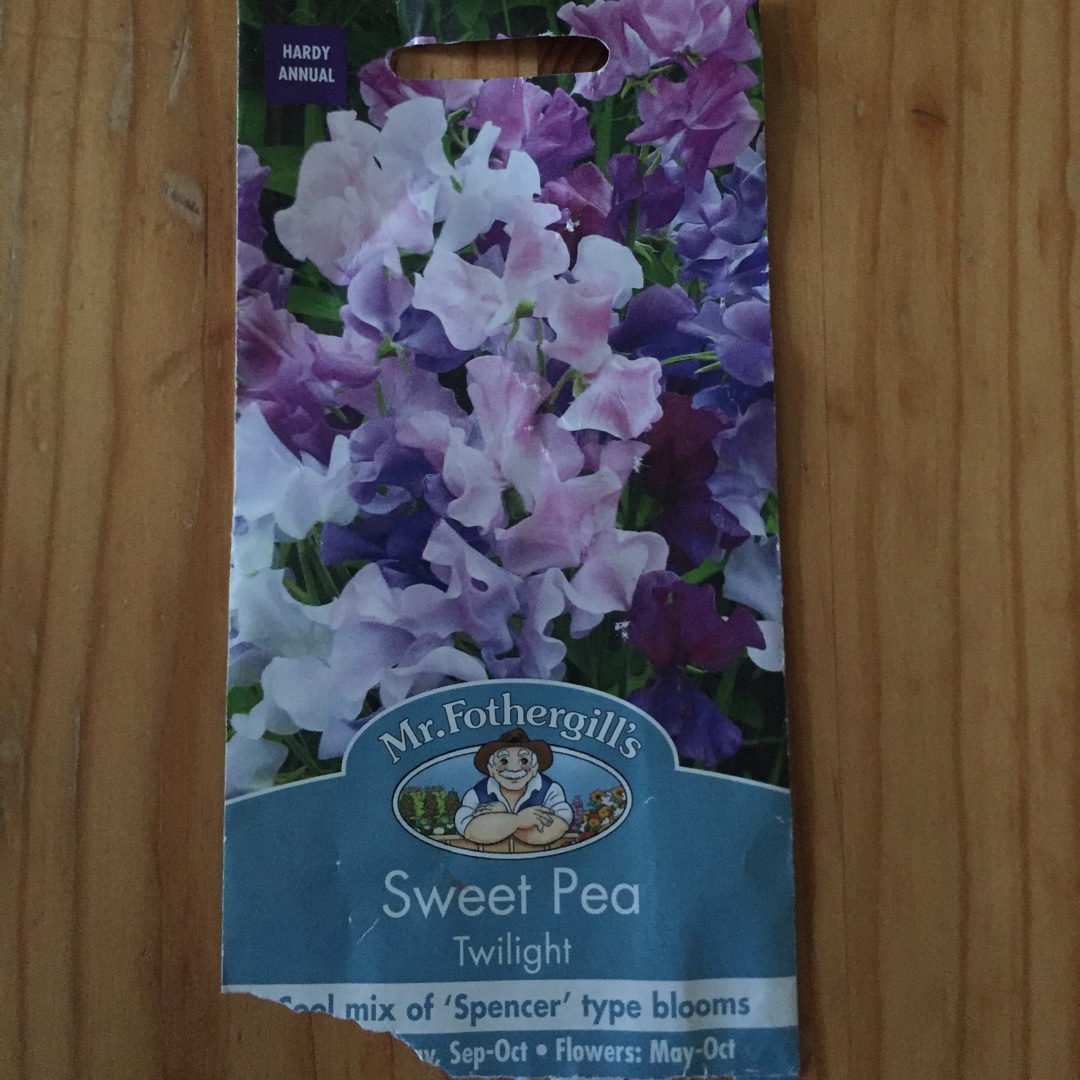 Lathyrus odoratus Twilight (Mix) in the GardenTags plant encyclopedia Sweet Pea Twilight (Mix) in the GardenTags plant encyclopedia