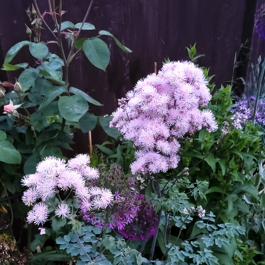 Thalictrum aquilegiifolium var. sibiricum syn.Thalictrum contortum in the GardenTags plant encyclopedia Siberian Columbine Meadow Rue in the GardenTags plant encyclopedia