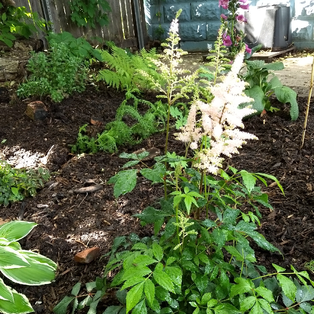 Astilbe x arendsii Cotton Candy in the GardenTags plant encyclopedia False Spiraea Cotton Candy in the GardenTags plant encyclopedia