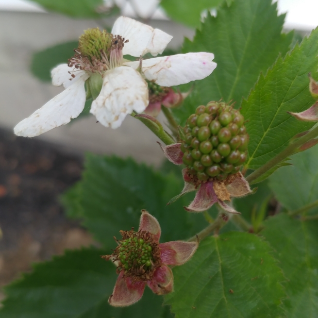 Rubus fruticosus Triple Crown in the GardenTags plant encyclopedia Blackberry Triple Crown in the GardenTags plant encyclopedia