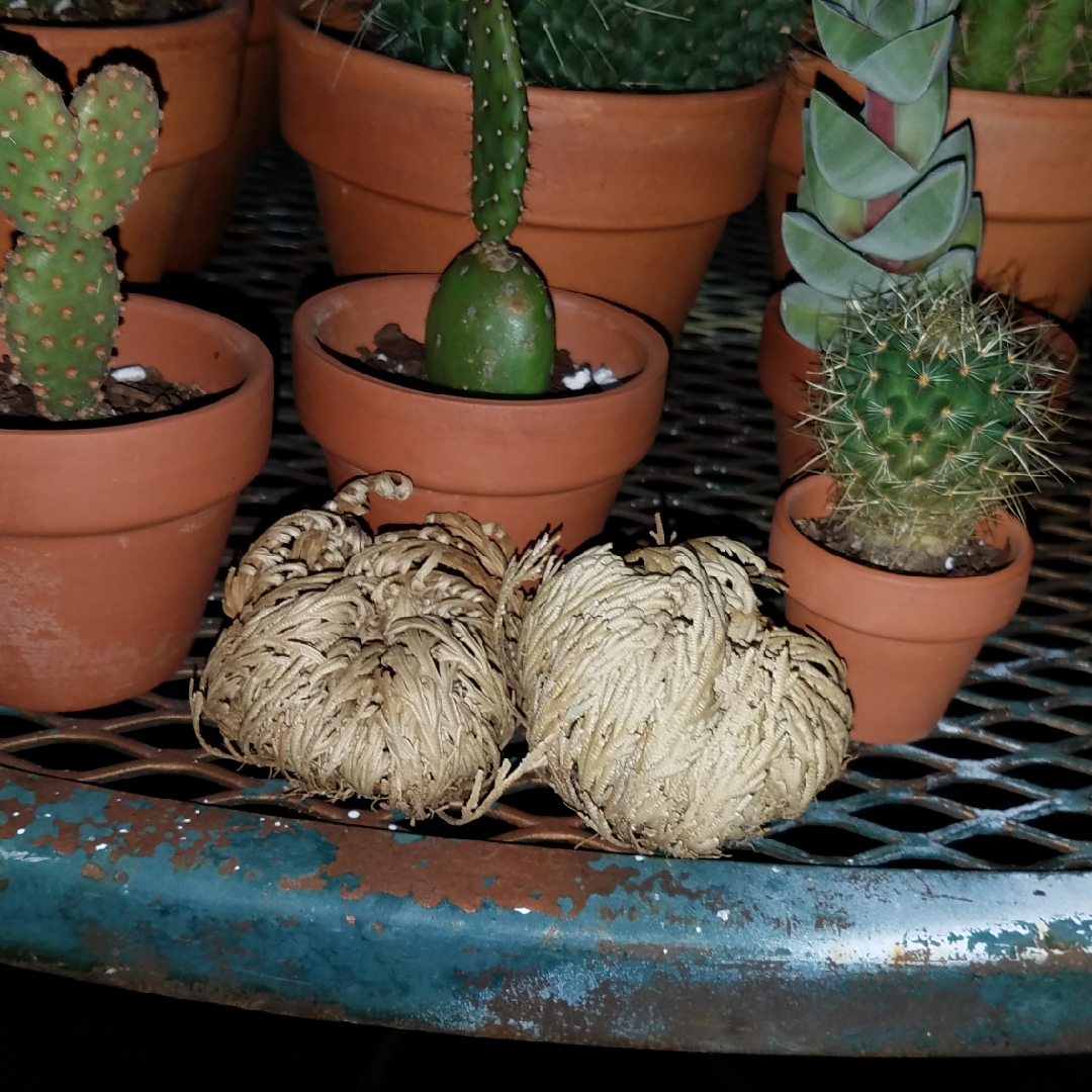 Selaginella lepidophylla syn. Lycopodium lepidophyllum in the GardenTags plant encyclopedia Resurrection Plant in the GardenTags plant encyclopedia