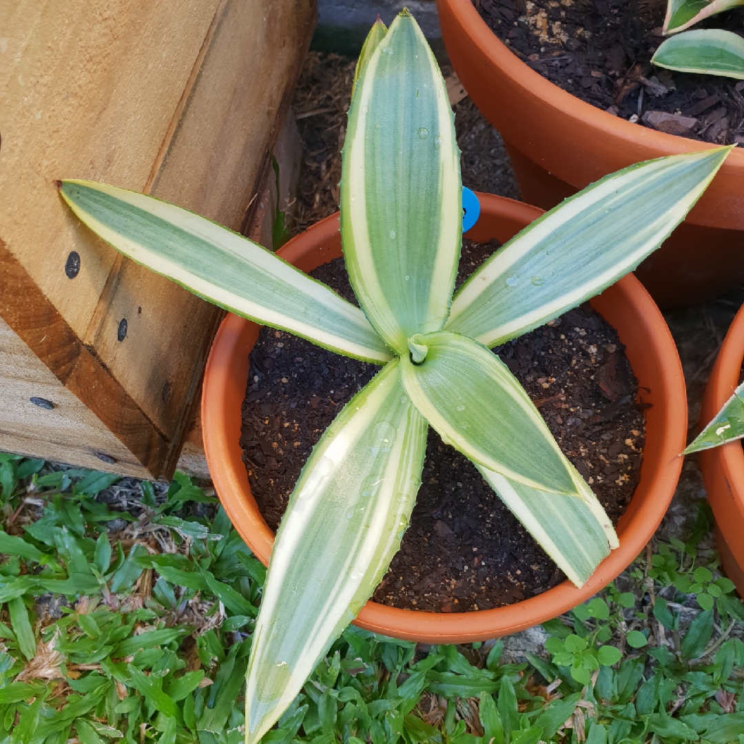 Agave Joe Hoak in the GardenTags plant encyclopedia Agave Joe Hoak in the GardenTags plant encyclopedia