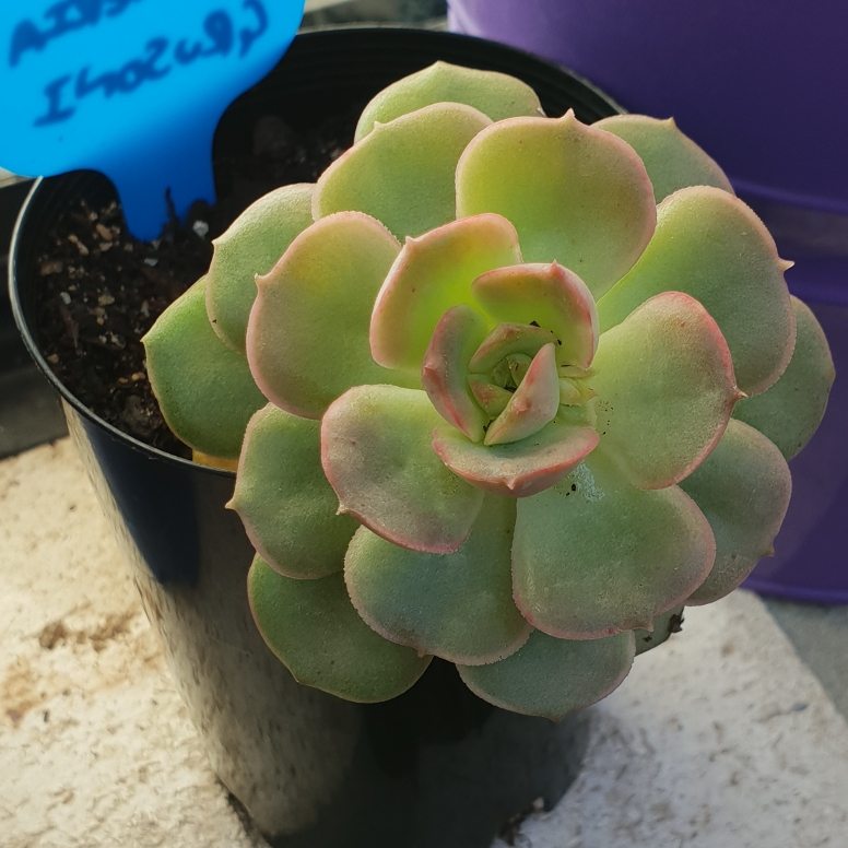 Echeveria Grusonii in the GardenTags plant encyclopedia Echeveria Grusonii in the GardenTags plant encyclopedia