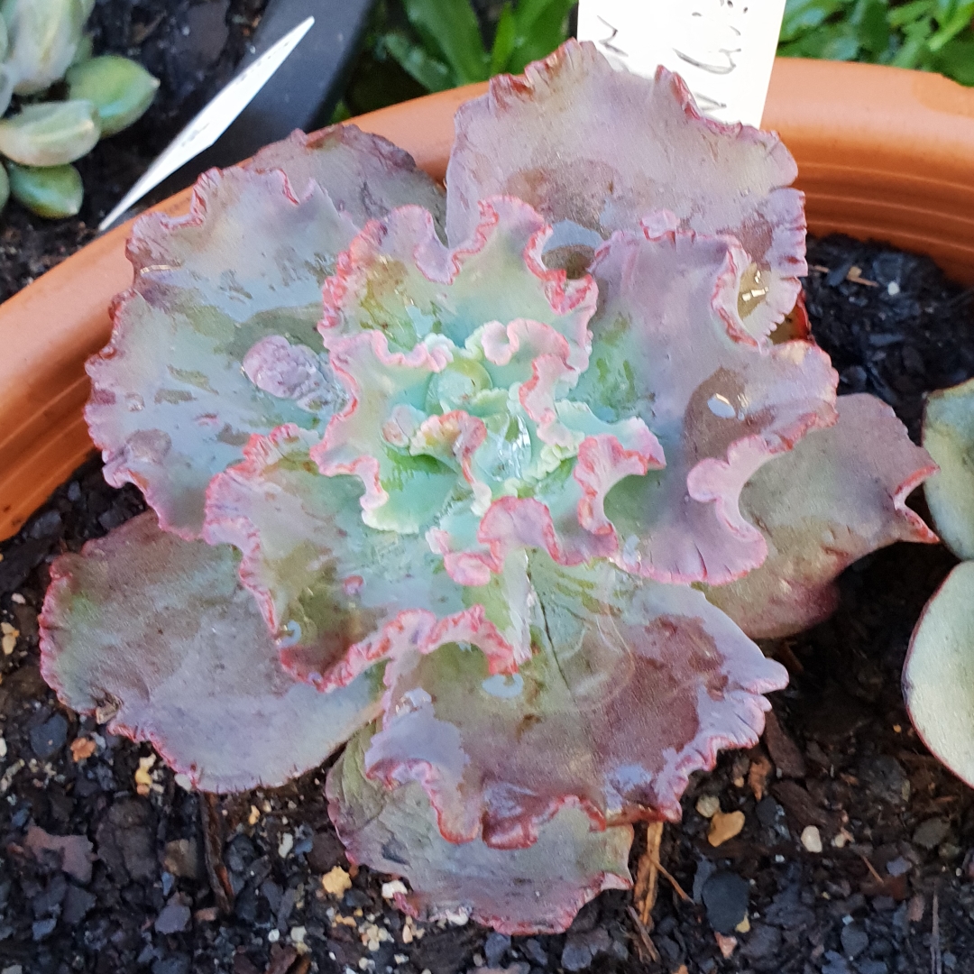 Echeveria Dragon Queen in the GardenTags plant encyclopedia Echeveria Dragon Queen in the GardenTags plant encyclopedia