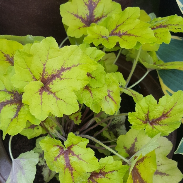 x Heucherella in the GardenTags plant encyclopedia Foamy Bells in the GardenTags plant encyclopedia