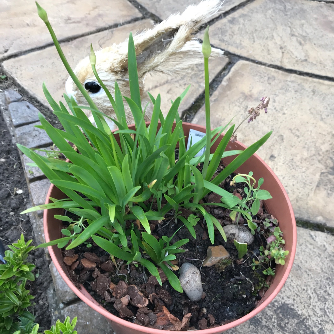 Agapanthus Lapis syn. Agapanthus Lapis Lazuli in the GardenTags plant encyclopedia African Lily Lapis in the GardenTags plant encyclopedia