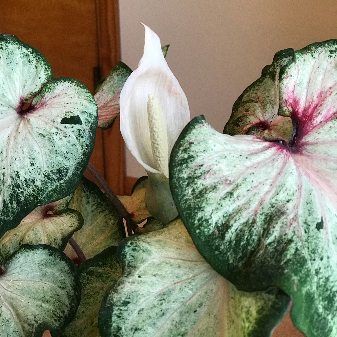 Caladium White Star in the GardenTags plant encyclopedia Elephant ear White Star in the GardenTags plant encyclopedia