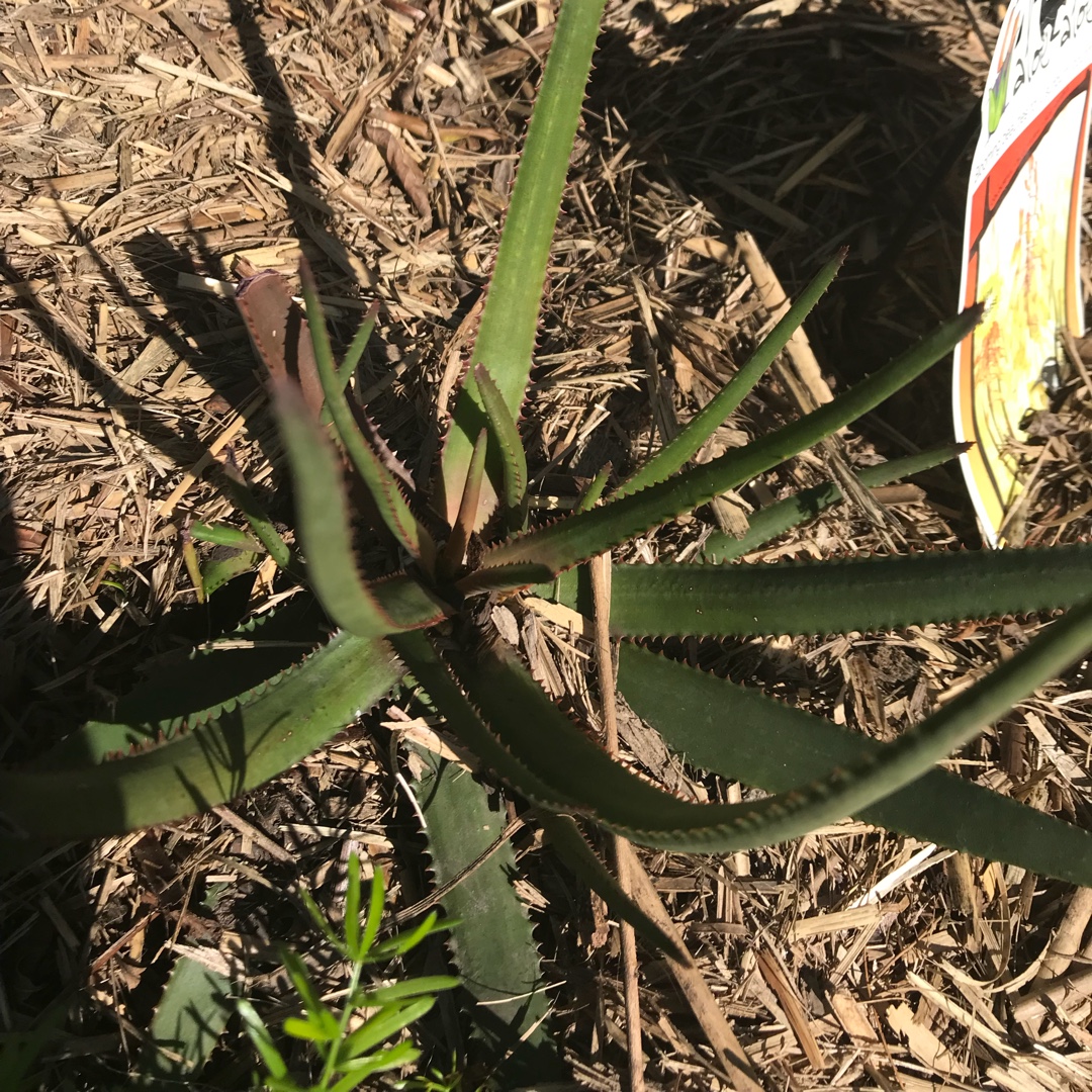 Aloe hybrid LEO 8521A Winter Bells in the GardenTags plant encyclopedia Aloe-Aloe Winter bells in the GardenTags plant encyclopedia