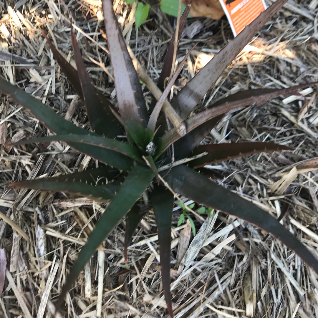 Aloe hybrid LEO 4363 Andreas Orange in the GardenTags plant encyclopedia Aloe-Aloe Andreas Orange in the GardenTags plant encyclopedia