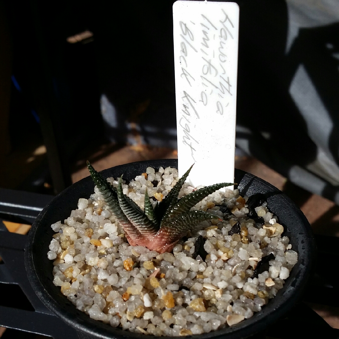 Haworthiopsis limifolia Black Knight syn. Haworthia limifolia Black Knight in the GardenTags plant encyclopedia Haworthiopsis limifolia Black Knight in the GardenTags plant encyclopedia