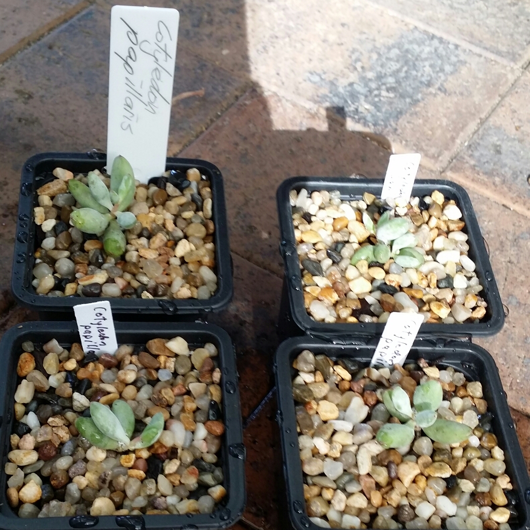 Cotyledon Papillaris in the GardenTags plant encyclopedia Cotyledon Jacobseniana in the GardenTags plant encyclopedia