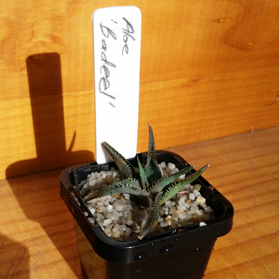Aloe Badeel in the GardenTags plant encyclopedia Aloe Badeel in the GardenTags plant encyclopedia