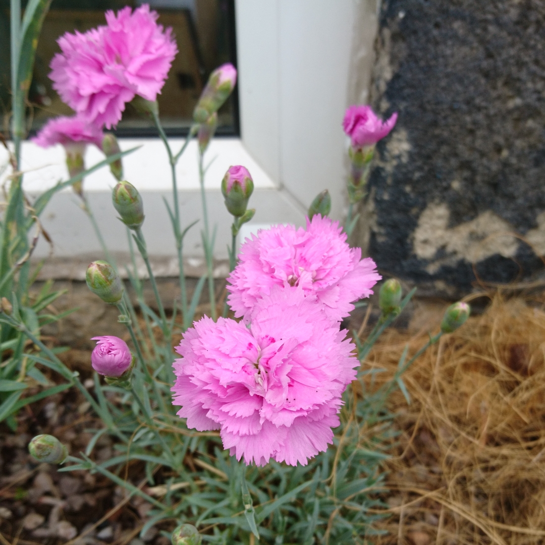 Dianthus Whatfield Can-Can in the GardenTags plant encyclopedia Pink Whatfield Can-Can in the GardenTags plant encyclopedia