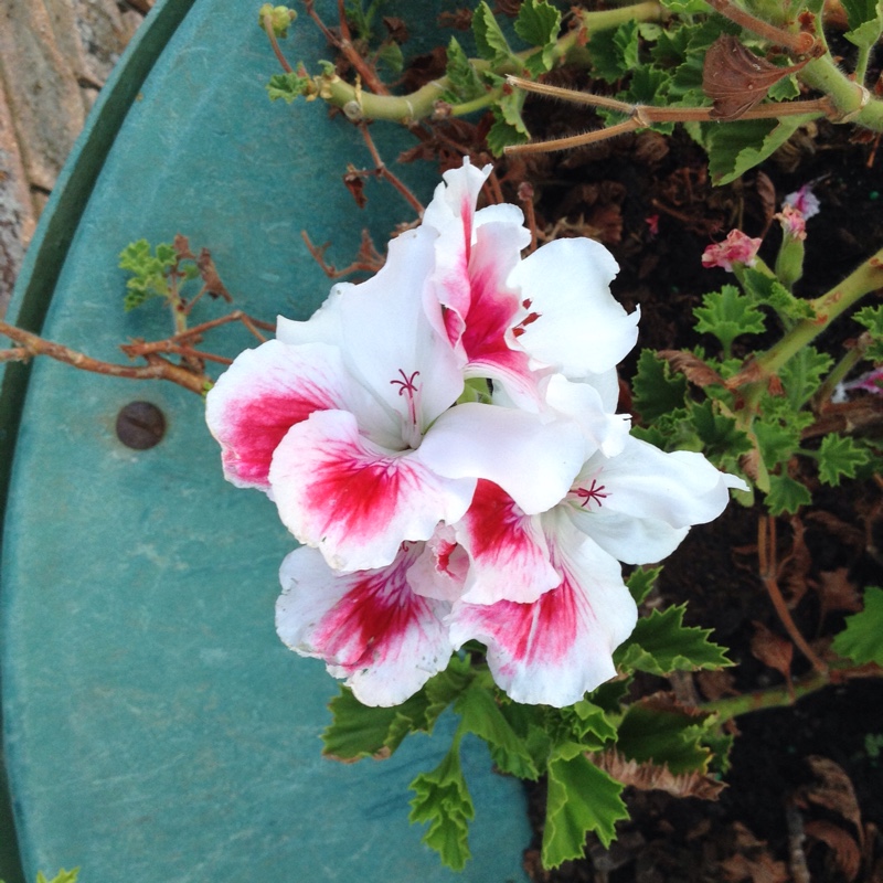 Pelargonium Swizzle Stick in the GardenTags plant encyclopedia