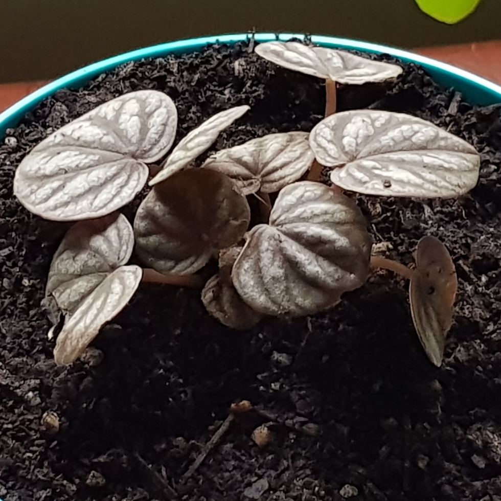 Peperomia Peppermill in the GardenTags plant encyclopedia Peperomia Peppermill in the GardenTags plant encyclopedia