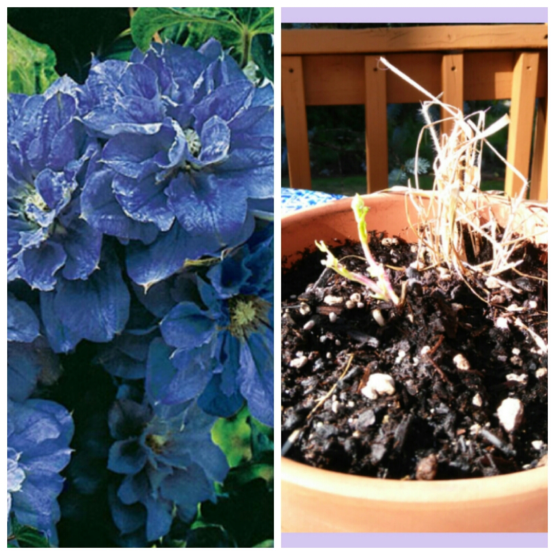 Clematis Mazury Crater Lake Blue in the GardenTags plant encyclopedia Clematis Crater Lake Blue in the GardenTags plant encyclopedia