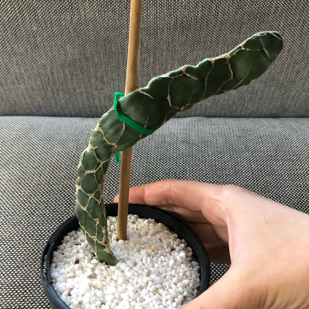 Opuntia dellenii Reticulata in the GardenTags plant encyclopedia Snake Skin Cactus in the GardenTags plant encyclopedia