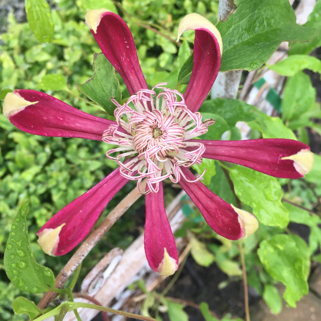 Clematis Aiga Harrington in the GardenTags plant encyclopedia Clematis Aiga Harrington in the GardenTags plant encyclopedia