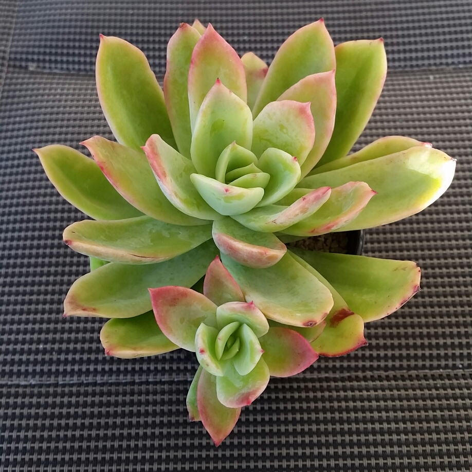 Echeveria Ravalis in the GardenTags plant encyclopedia Echeveria Ravalis in the GardenTags plant encyclopedia