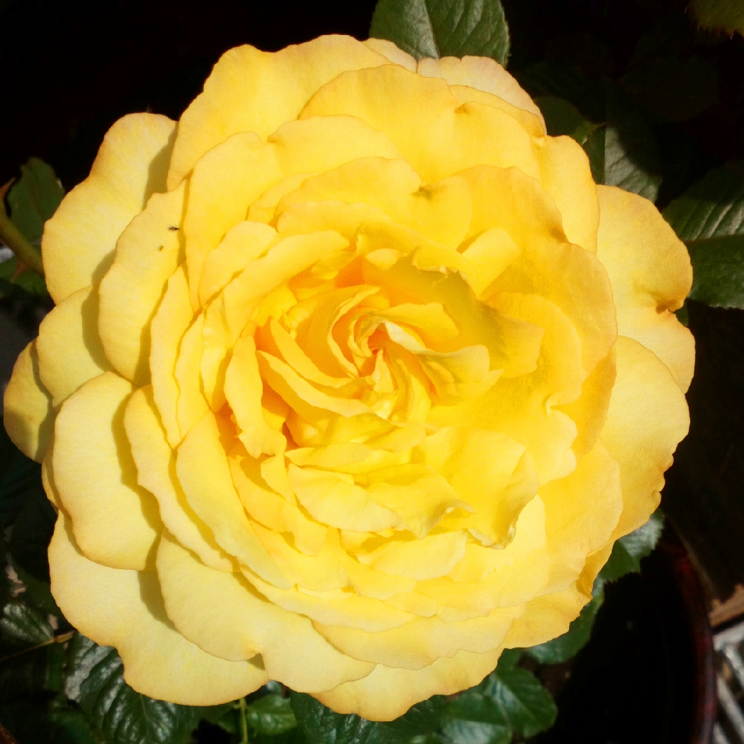 Rosa Mountbatten in the GardenTags plant encyclopedia Floribunda Rose Mountbatten in the GardenTags plant encyclopedia