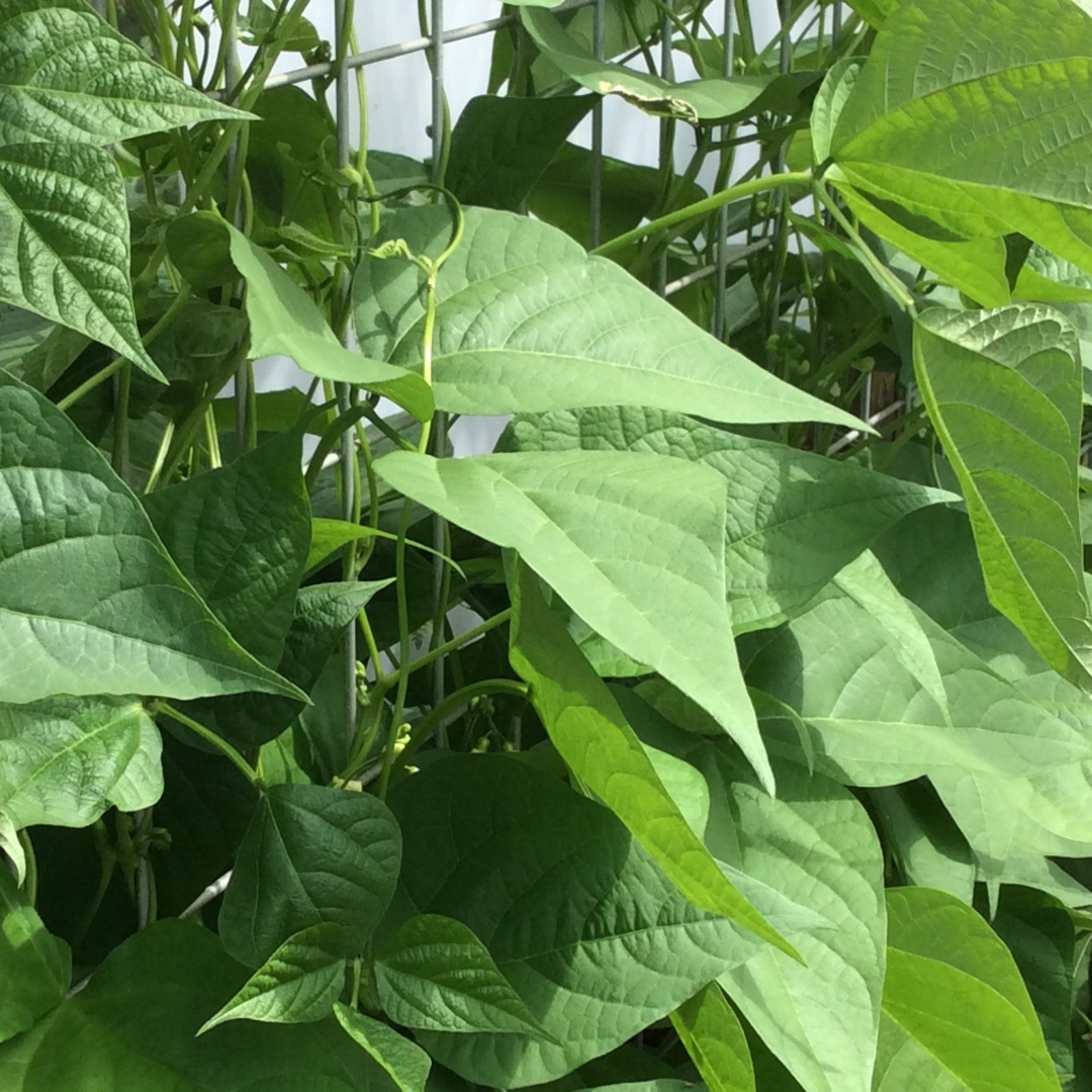 Phaseolus vulgaris Python in the GardenTags plant encyclopedia Climbing French Bean Python in the GardenTags plant encyclopedia