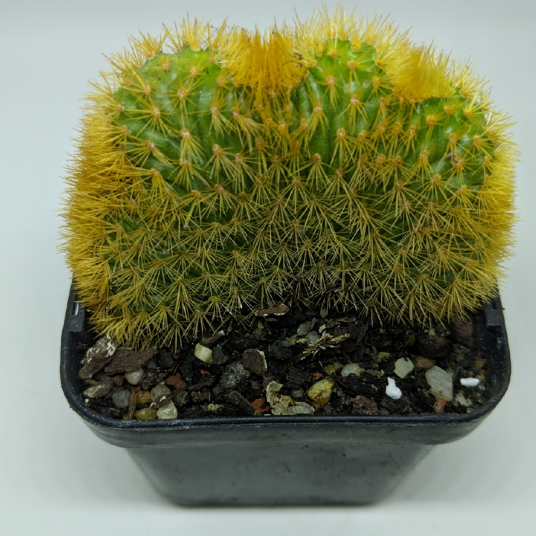 Crested Golden Rat Tail in the GardenTags plant encyclopedia