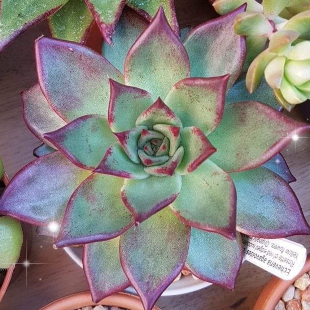 Echeveria Agavoides Electra in the GardenTags plant encyclopedia Echeveria Agavoides Electra in the GardenTags plant encyclopedia