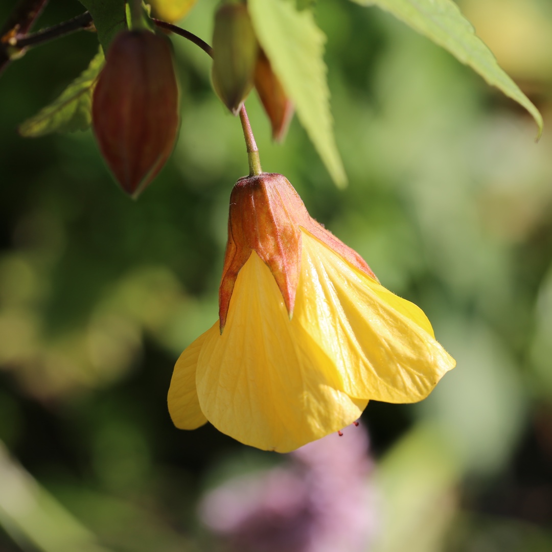 Abutilon Waltz in the GardenTags plant encyclopedia Flowering Maple Waltz in the GardenTags plant encyclopedia