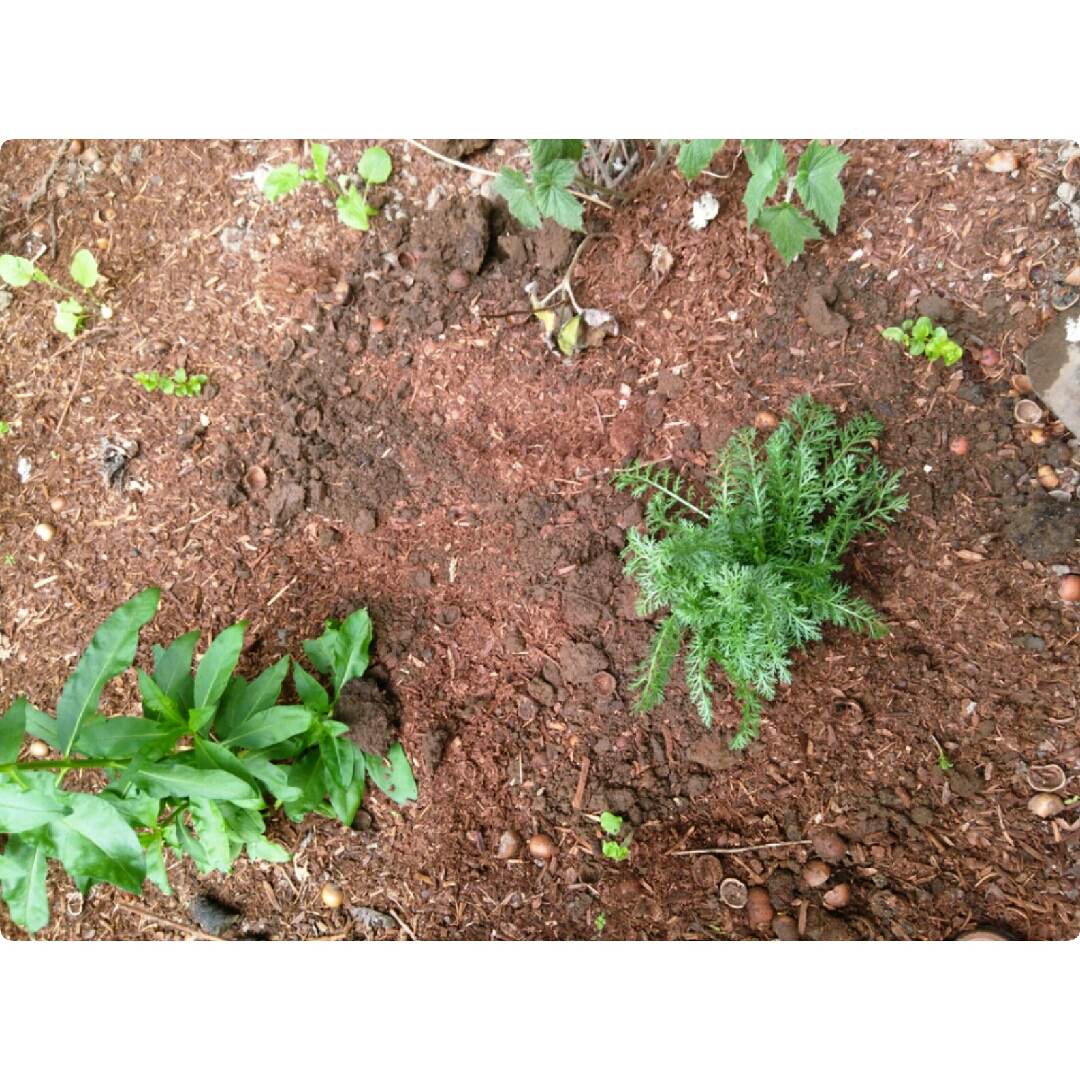 Yarrow New Vintage Red in the GardenTags plant encyclopedia