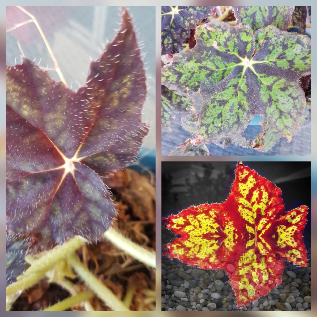 Begonia Forest Beauty in the GardenTags plant encyclopedia Begonia Forest Beauty in the GardenTags plant encyclopedia
