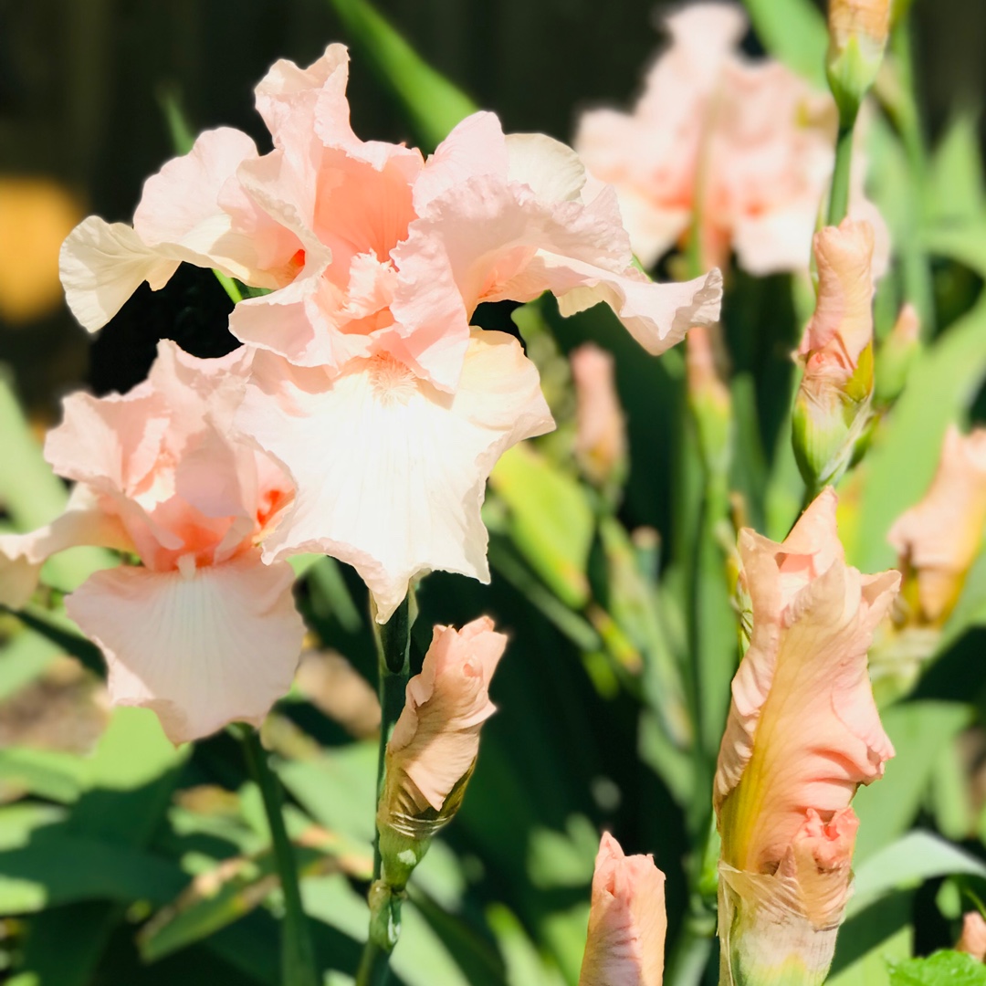 Iris x germanica Beverly Sills in the GardenTags plant encyclopedia Bearded Iris Beverly Sills (Tall) in the GardenTags plant encyclopedia