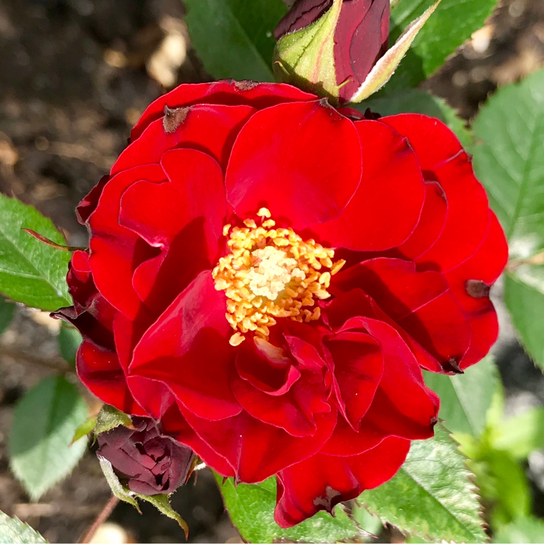 Rosa Crimson Sunblaze in the GardenTags plant encyclopedia Rose Crimson Sunblaze in the GardenTags plant encyclopedia