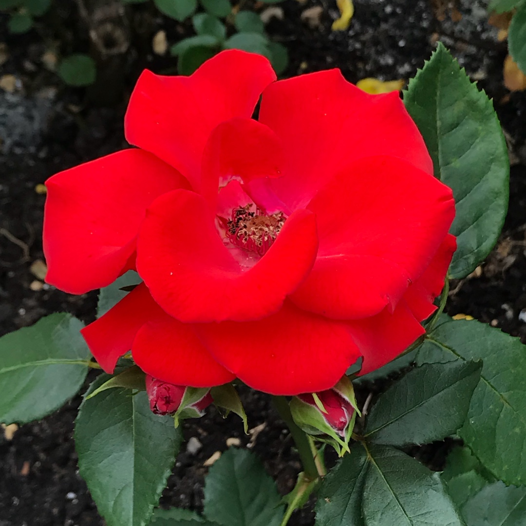 Rosa Topsi in the GardenTags plant encyclopedia Floribunda Rose Topsi in the GardenTags plant encyclopedia