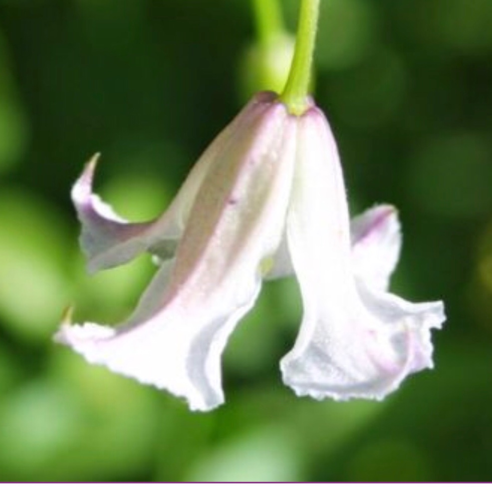 Clematis campaniflora syn. viticella subsp. campaniflora in the GardenTags plant encyclopedia Clematis campaniflora in the GardenTags plant encyclopedia