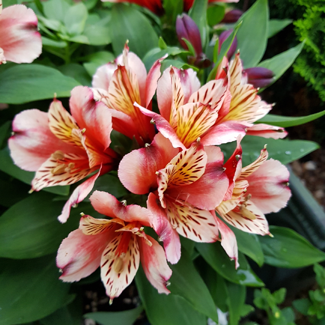 Alstroemeria Koncahusky (Inca Series) syn. Alstroemeria Inca Husky in the GardenTags plant encyclopedia Peruvian Lily Inca Husky in the GardenTags plant encyclopedia