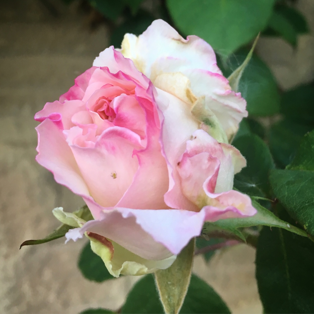 Rosa Ophelia syn. Rosa Climbing Ophelia in the GardenTags plant encyclopedia Rose Ophelia (Climbing Hybrid Tea) in the GardenTags plant encyclopedia