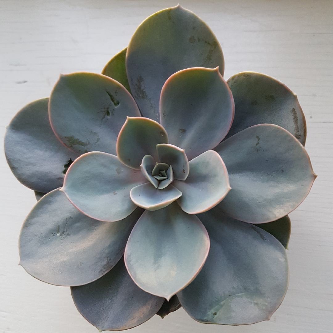 xGraptoveria Pistachio in the GardenTags plant encyclopedia Graptoveria Pistachio in the GardenTags plant encyclopedia