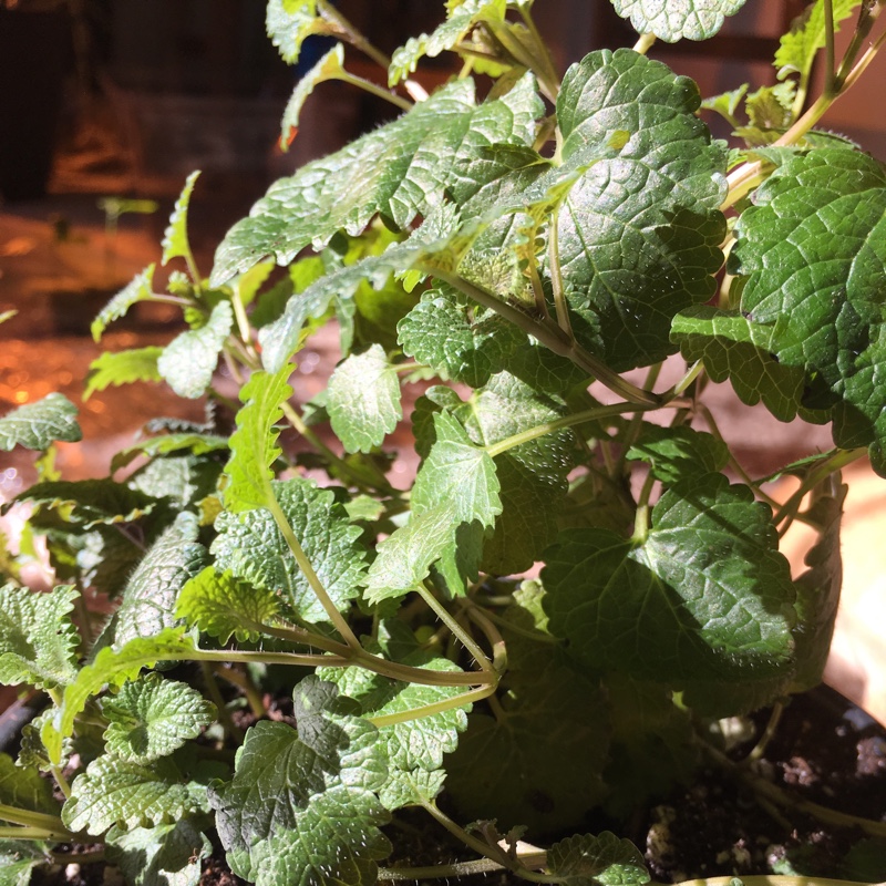 Melissa officinalis in the GardenTags plant encyclopedia Lemon Balm in the GardenTags plant encyclopedia
