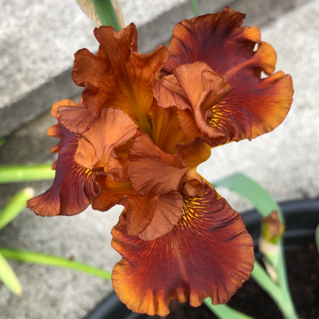 Iris x germanica Carnival Time in the GardenTags plant encyclopedia Bearded Iris Carnival Time (Tall) in the GardenTags plant encyclopedia