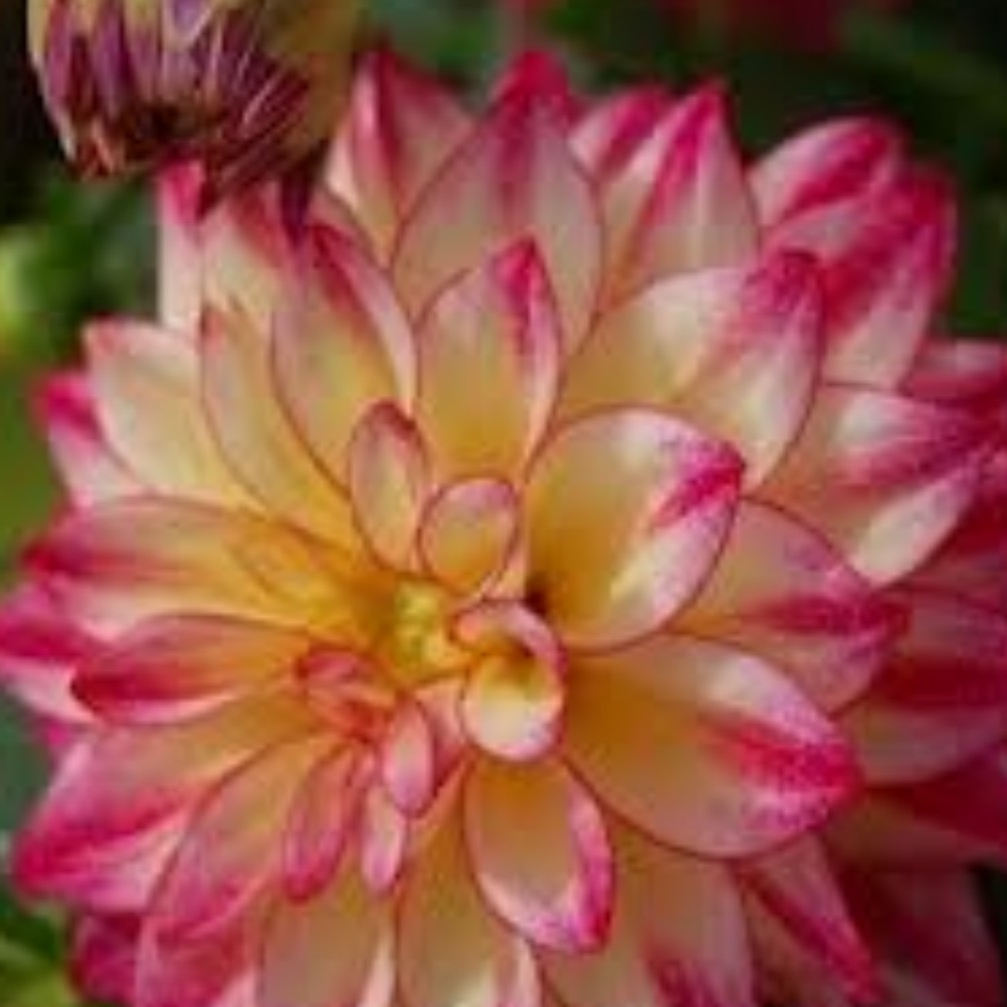 Dahlia Dahlinova Hypnotica Tropical Breeze (Dahlinova Hypnotica Series) in the GardenTags plant encyclopedia Dahlia Dahlinova Hypnotica Tropical Breeze (Bedding) in the GardenTags plant encyclopedia