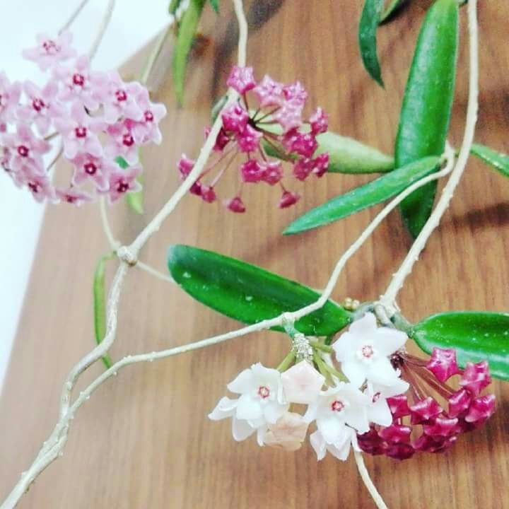 Hoya Mini-Belle in the GardenTags plant encyclopedia