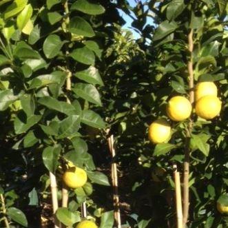 Citrus Limon Eureka in the GardenTags plant encyclopedia Lemon Tree Eureka in the GardenTags plant encyclopedia