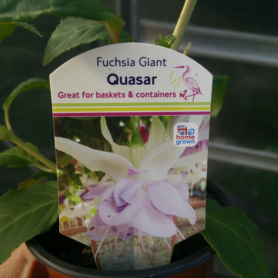 Fuchsia Giant Quasar in the GardenTags plant encyclopedia Fuchsia Giant Quasar in the GardenTags plant encyclopedia