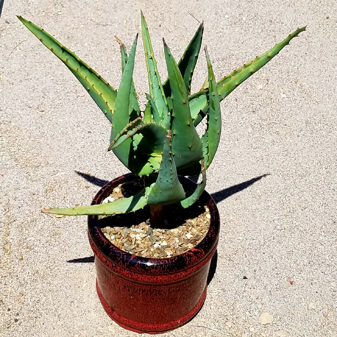 Aloe ferox Literalis in the GardenTags plant encyclopedia Aloe Literalis in the GardenTags plant encyclopedia