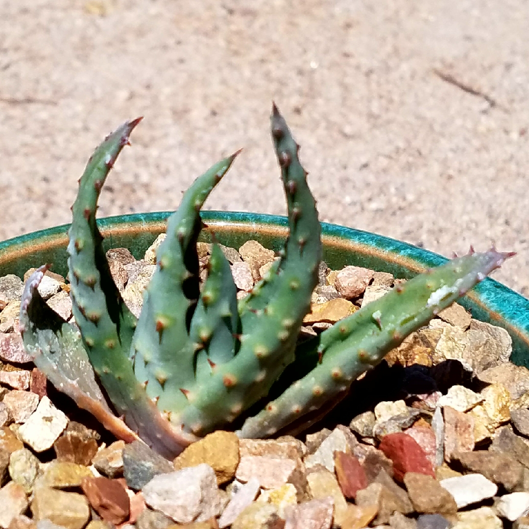 Aloe reitzii in the GardenTags plant encyclopedia Reitzs Aloe in the GardenTags plant encyclopedia