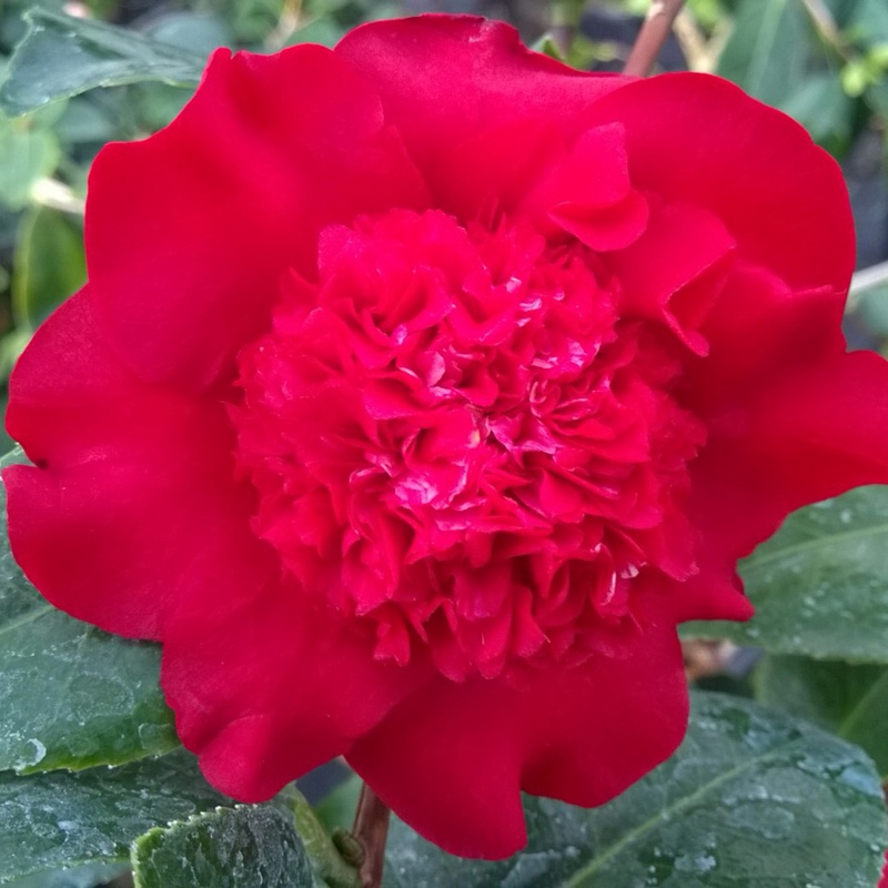 Camellia x williamsii Ruby Wedding in the GardenTags plant encyclopedia Camellia Ruby Wedding in the GardenTags plant encyclopedia